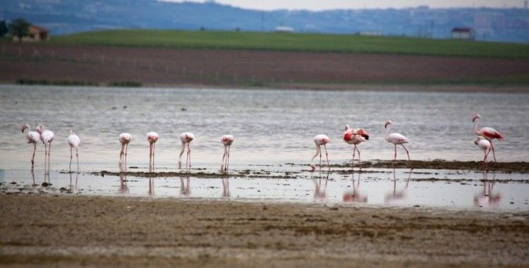 Flamingolardan Gölbaşı semalarında görsel şölen