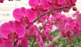 Antalya'da serada yetiştirilen rengarenk orkideler sahiplerini bekliyor