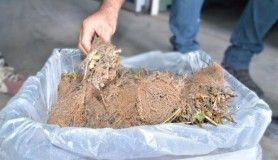 Kayseri'den Kazakistan ve KKTC'ye çilek fidesi ihracatı