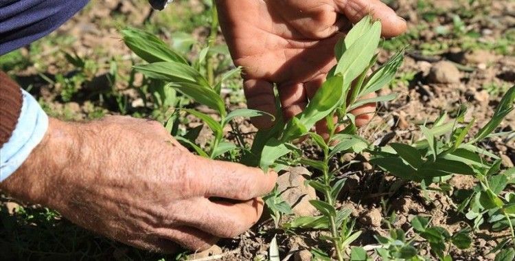Kalkınma ajansı desteğiyle yerli tohumdan 2 milyon fide yetiştirildi
