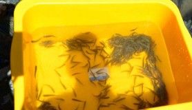 Manahoz Deresi'ne 6 bin alabalık salındı