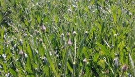 İzmir'de bir firma pelemir bitkisinden biyodizel üretti