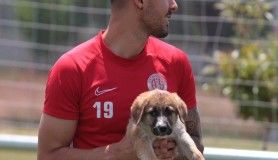 Antalyaspor Kulübü, sokağa terk edilen iki köpek yavrusunu sahiplendi