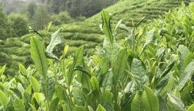 ÇAYKUR 203 bin ton yaş çay alımı gerçekleştirdi