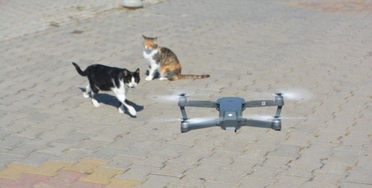Meraklı kedilerin drone ilgisi