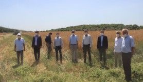 Torbalı'da üretimine başlanan kanolada ilk hasat sevinci