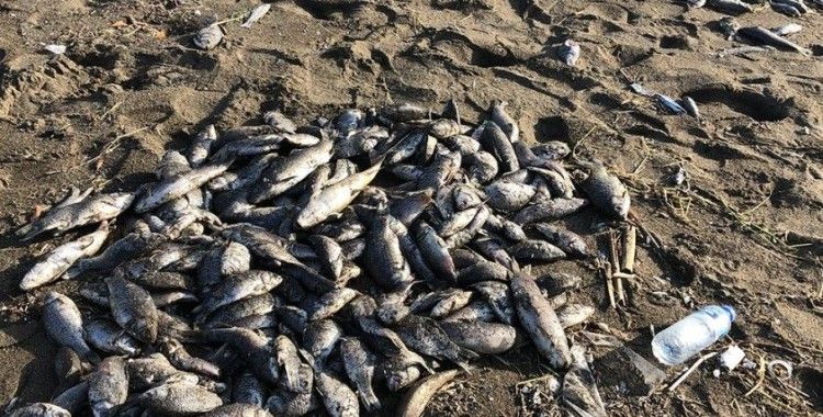 Hatay'da sahile çok sayıda ölü balık vurdu