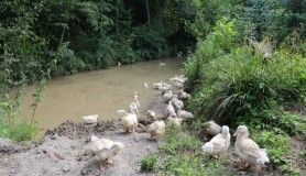 Ordu'da Pekin ördeği yetiştirilecek