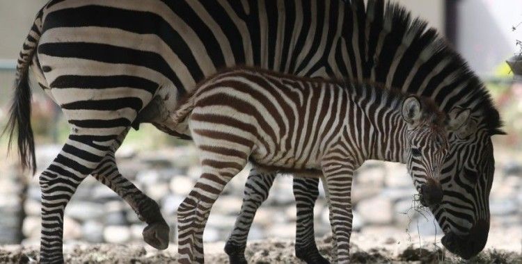 Bursa Hayvanat Bahçesi’nde yavru zebra ve karıncayiyen heyecanı