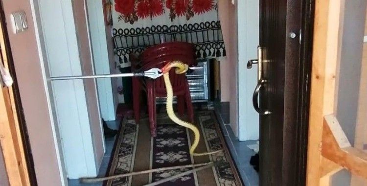 Eve giren 2 metrelik yılan korku dolu anlar yaşattı