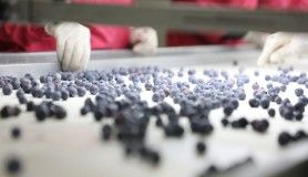 Antalya'dan Hong Kong'a "yaban mersini" ihracatı