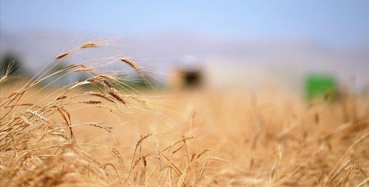 Buğdayda 2020 rekoltesinin 20,5 milyon tona ulaşması bekleniyor