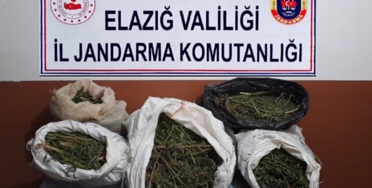 Elazığ'da 2 bin rakımda uyuşturucu tarlasına operasyon