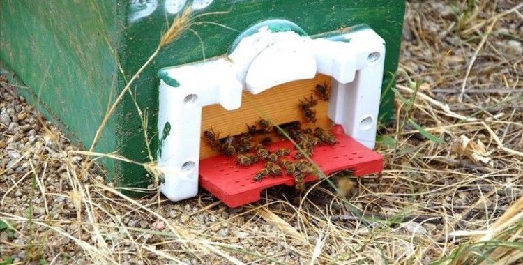 Kırıkkale'de yetiştirilen ana arılar ülke geneline satılabilecek