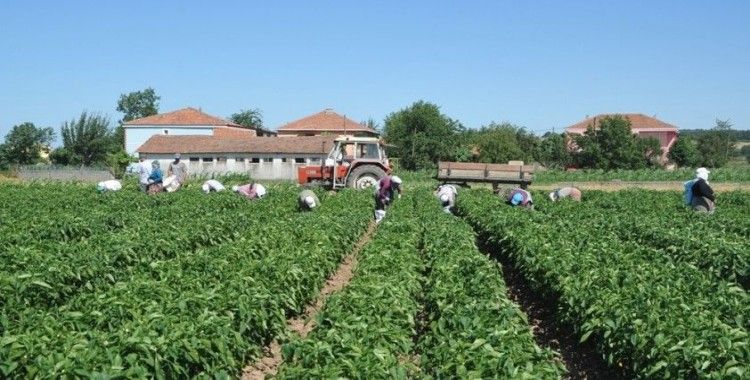 Bafra Ovası’nda yazlık ürün sezonu açıldı
