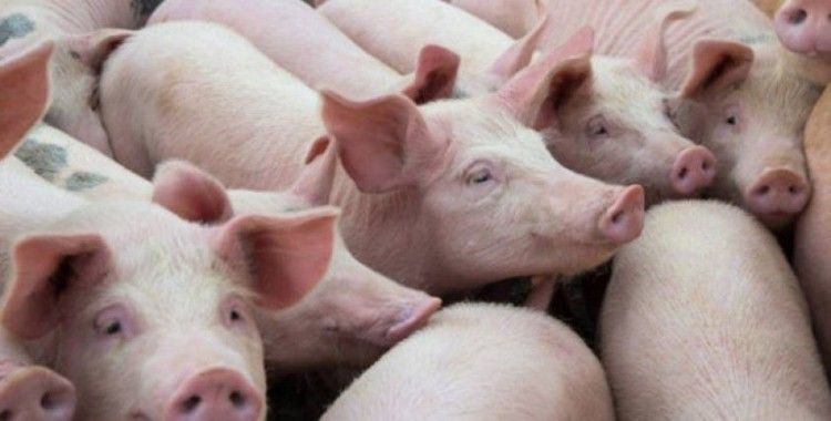 Yeni domuz gribi: Pandemiye dönüşebilir