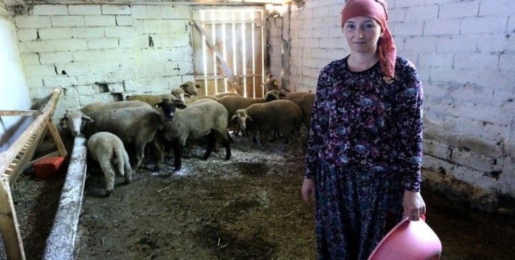 İki üniversite bitirip 4 dil konuşan Rus kadın Bursa'da hayvancılık yapıyor
