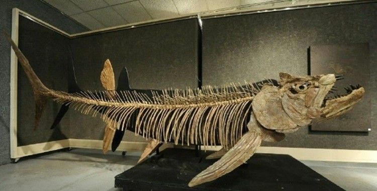 Arjantin'de 70 yıl önce bulunan balık fosilinin 70 milyon yıllık olduğu keşfedildi