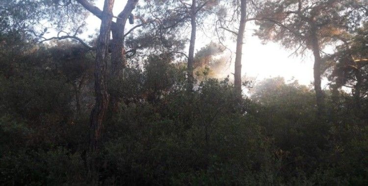 Büyükada’daki orman yangını kontrol altına alındı