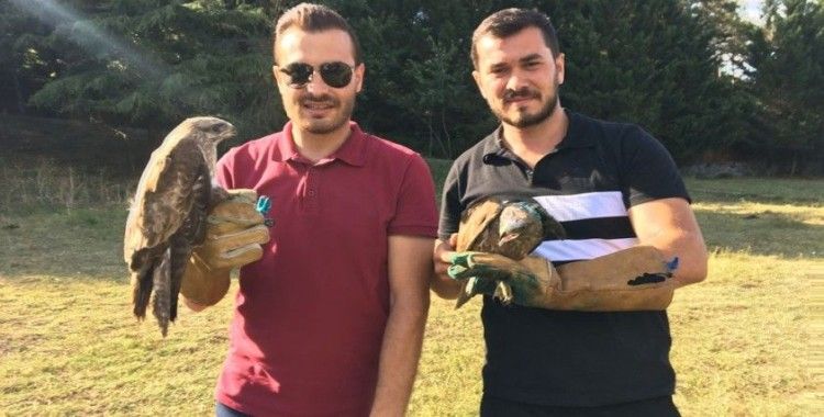 Çekmeköy’de tedavisi tamamlanan 6 şahin doğaya salındı
