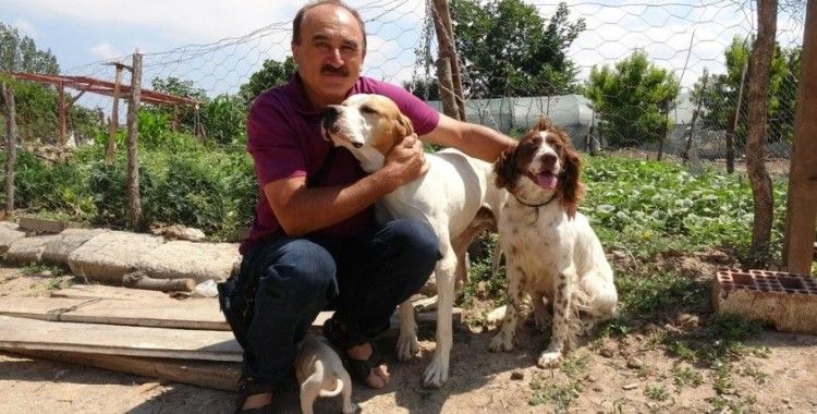  Çanakkale’de köpeklere eziyet iddiası asılsız çıktı