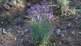 Lavanta ormanı Safranbolu'nun yeni turizm destinasyonu olacak