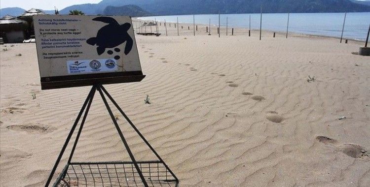 İztuzu Plajı'nda caretta caretta yuvası sayısı 661'e ulaştı