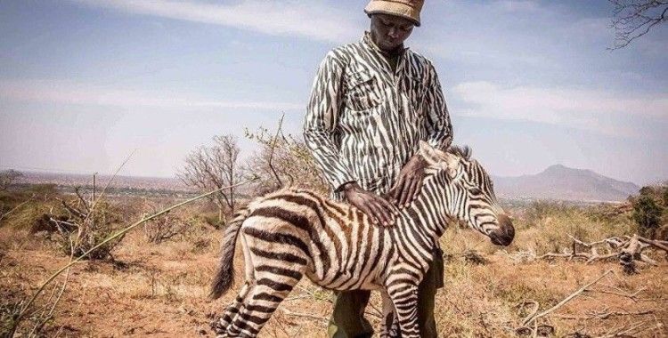 Öksüz kalan yavruya zebra kıyafeti giyerek annelik yapıyorlar