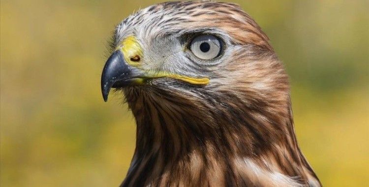 Van'da tedavileri tamamlanan 23 kuş doğaya bırakıldı