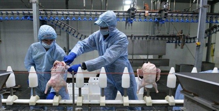 Rusya: Türkiye, ördek ve kaz eti sevkiyatı yapmak isteyen Rus şirketleri denetlemeye hazır