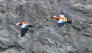 Angut kuşları Erzurum'da görüntülendi