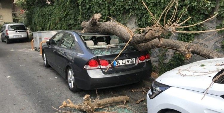 Park halindeki 2 aracın üzerine ağaç devrildi