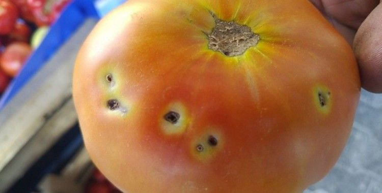 Çiftçi domates güvesi ile mücadele ediyor