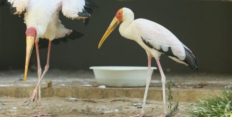Kocaeli'deki hayvanat bahçesi yüzlerce kuşa 'yuva' oldu
