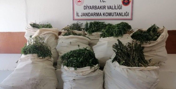 Diyarbakır'da 975 bin kök Hint keneviri, 176 kilo kubar esrar ele geçirildi