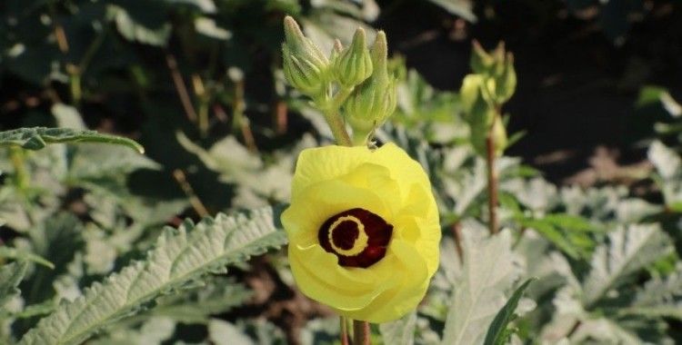 Amasya’nın tescilli “gram altını”: Çiçek bamyası