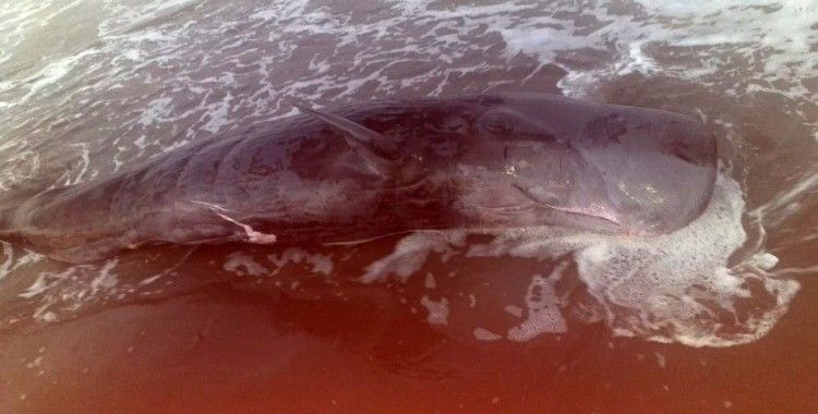 Adana'da nehrin döküldüğü yere yavru ölü balina vurdu
