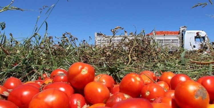 Manisa'da domatesler tarlada kaldı