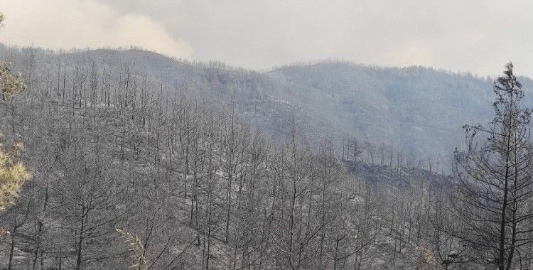 Samandağ'daki orman yangını kontrol altına alındı