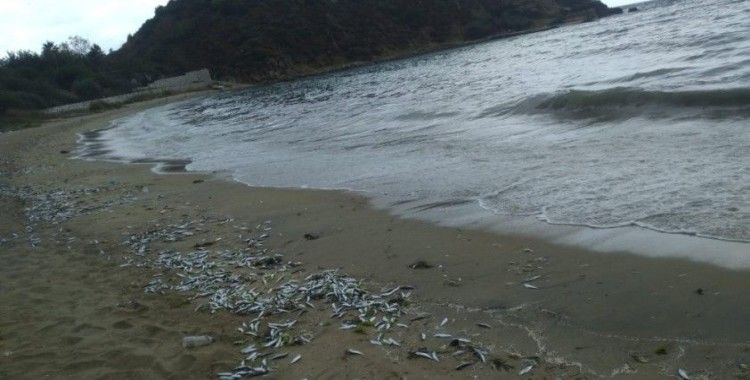 Yüzlerce ölü balık sahile vurdu