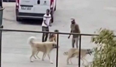 İstanbul'da köpekleri acımasızca kavga ettirdiler