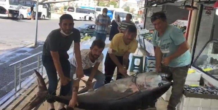 Marmara’da dev orkinos balığı yakalandı