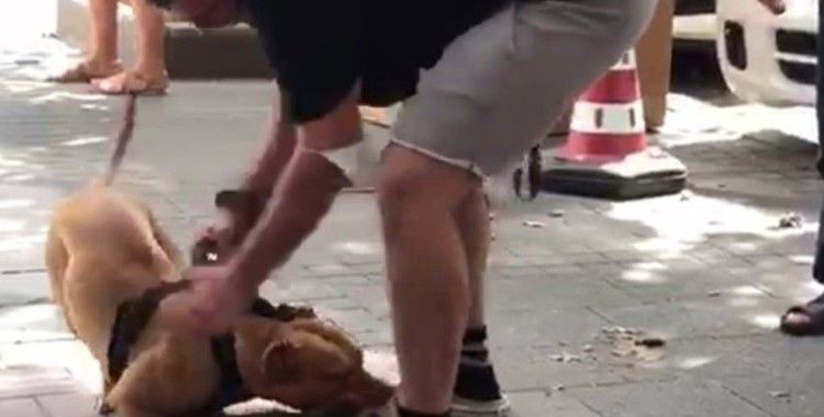 İstanbul’un göbeğindeki pitbull dehşetine para cezası