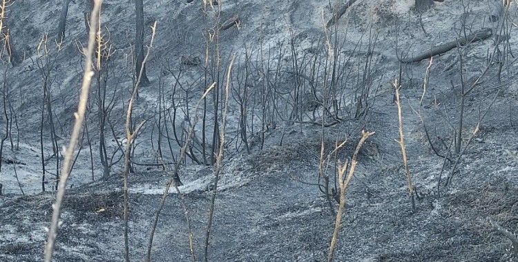 Hatay'daki orman yangını sonrası üzücü görüntüler