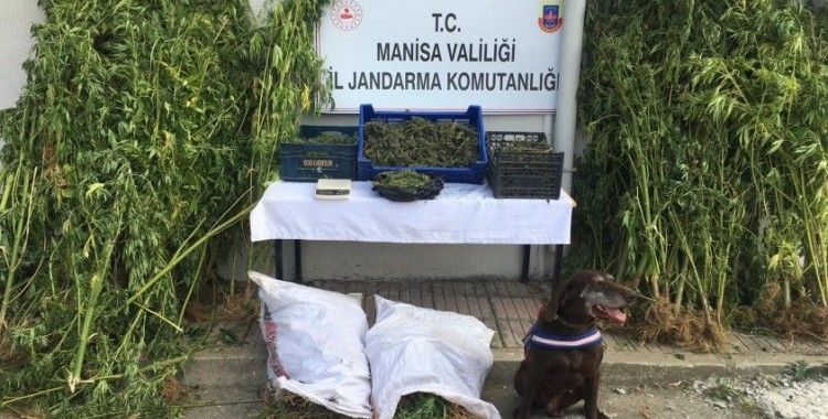 Manisa'da 23 milyon liralık uyuşturucu ele geçirildi