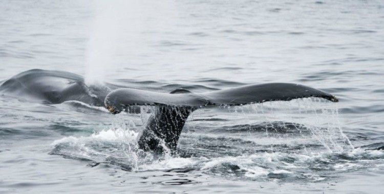 Avustralya'da göç yolunu kaybeden 16 metrelik dev balinalar timsahlarla dolu nehre girdi