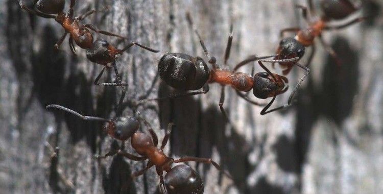 Türkiye'nin karınca çeşitliği araştırılıyor 