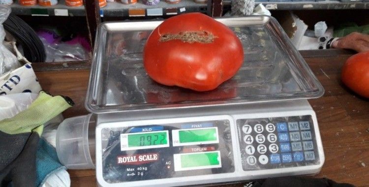 922 Gram ağırlığındaki domatesler büyük ilgi görüyor