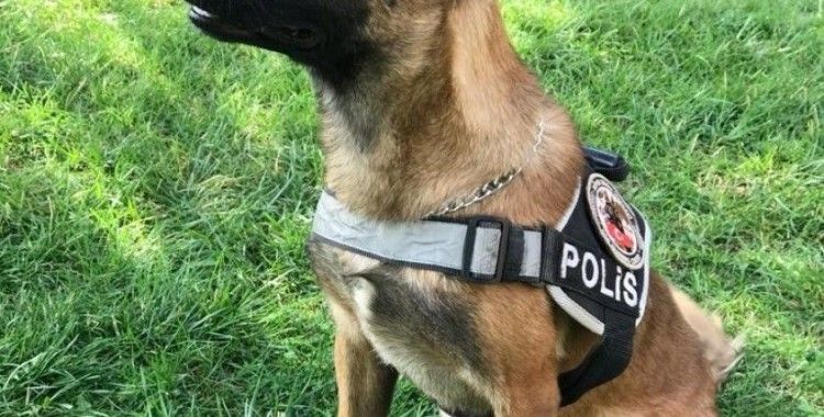 Bingöl polisi yetiştirdi, patlayıcı bulmada uzman köpek 'Tokyo' göreve başladı