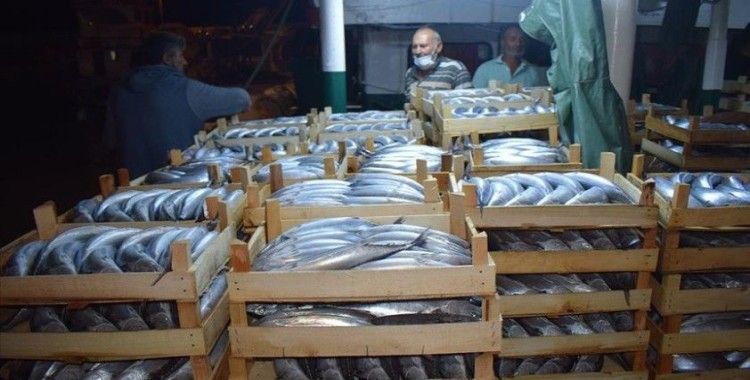 Balıkçılar Akçakoca Limanı'na binlerce palamutla döndü